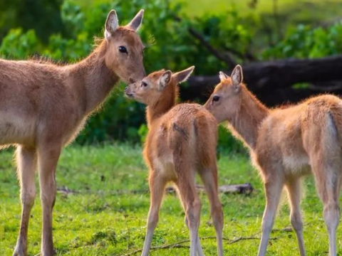 江苏大丰麋鹿国家级自然保护区新增小鹿1040头 麋鹿种群达7840头 再创历史新高！